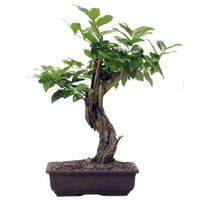 Japanese Privet bonsai tree care Wax leaf privet bonsai tree care Ligustrum japonicum bonsai tree care