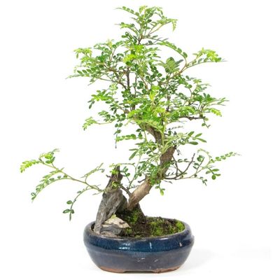 Japanese pepper bonsai tree Zanthoxylum piperitum bonsai tree