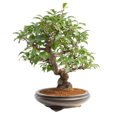 Japanese snowball bonsai tree Styrax japonica bonsai tree styrax japonicus bonsai tree Viburnum plicatum bonsai tree 