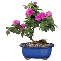 Sims azalea Bonsai tree care rhododendron simsii bonsai tree care