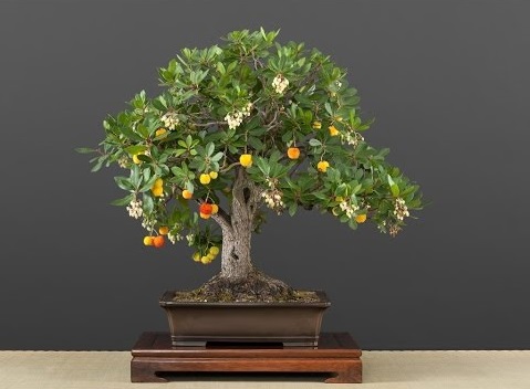 Strawberry tree bonsai