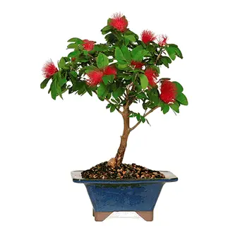 red powerpuff bonsai tree Calliandra haematocephala Bonsai tree