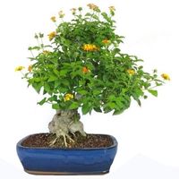 Yellow sage Bonsai tree care Lantana camara bonsai tree care lantana bonsai tree care