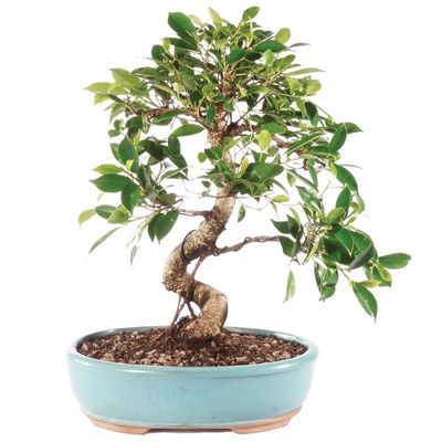 ficus bonsai tree fig bonsai tree