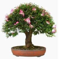 red powerpuff bonsai tree care Calliandra haematocephala Bonsai tree care