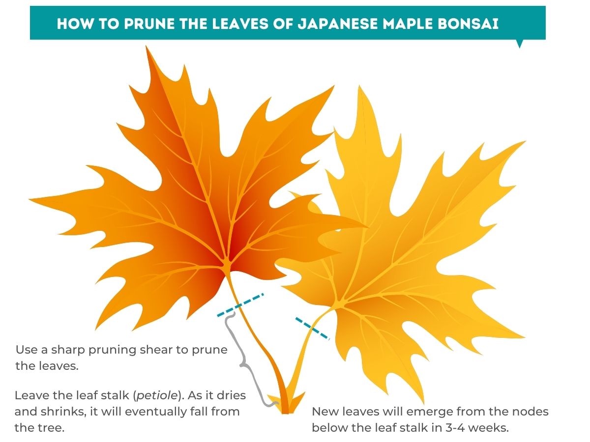 How to prune the leaves of Japanese maple bonsai