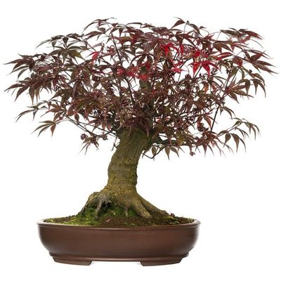 Japanese maple bonsai Acer palmatum bonsai bonsai Japanese maple