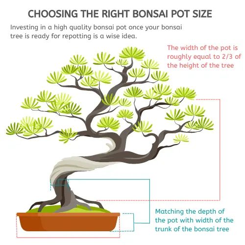 How big should my bonsai pot be?