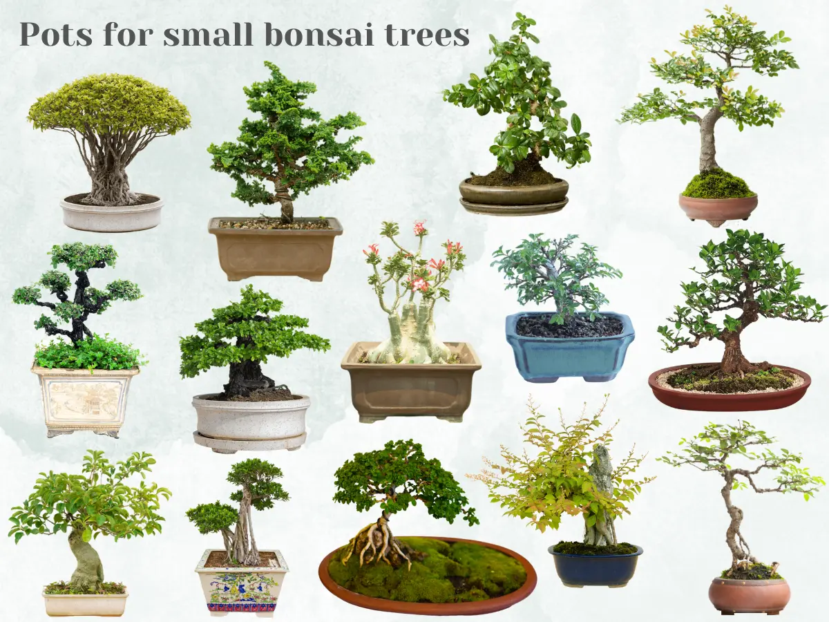 Pots for small bonsai trees