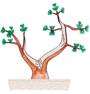 Split Trunk Bonsai style - Sabamiki bonsai style