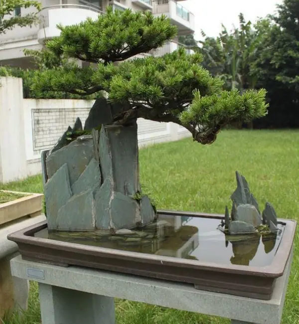 What is a bonsai pot without drain holes