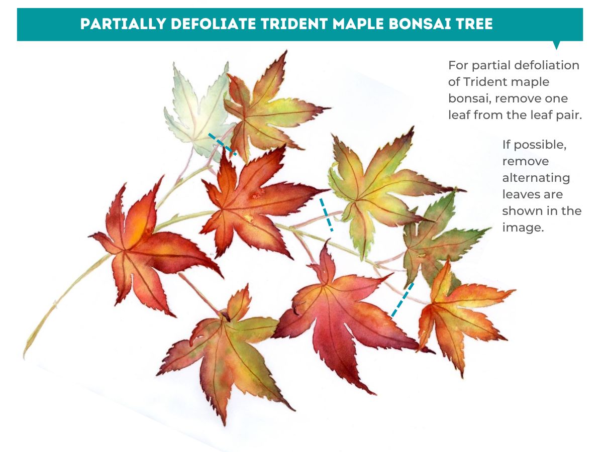 Partially defoliate trident maple bonsai tree