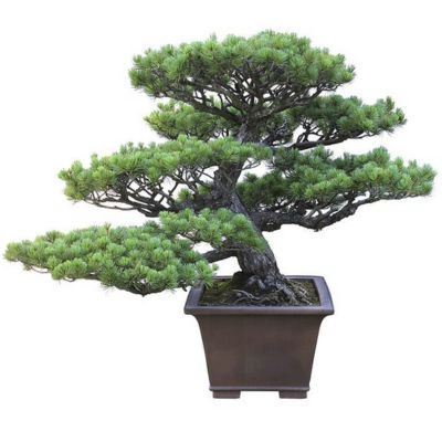 Japanese white pine bonsai tree Pinus parviflora bonsai tree