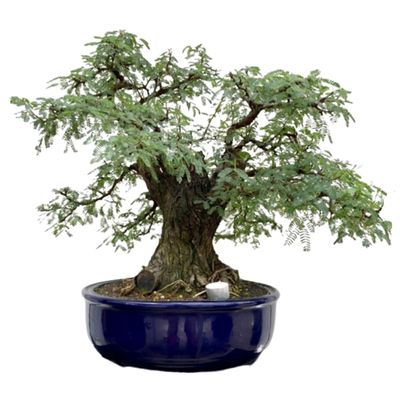 A mature Acacia dealbata bonsai in a blue ceramic pot