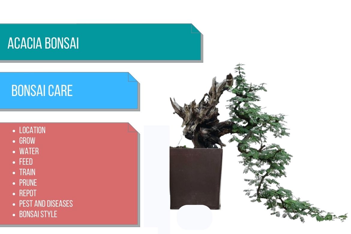 Acacia bonsai care guide with a cascading wattle bonsai