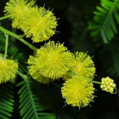 Clusters of fragrant yellow Acacia dealbata flowers