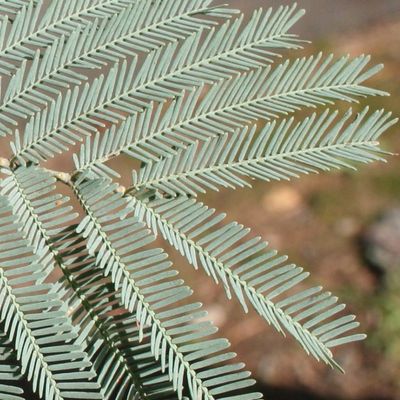 Finely divided silvery green leaves of Acacia dealbata