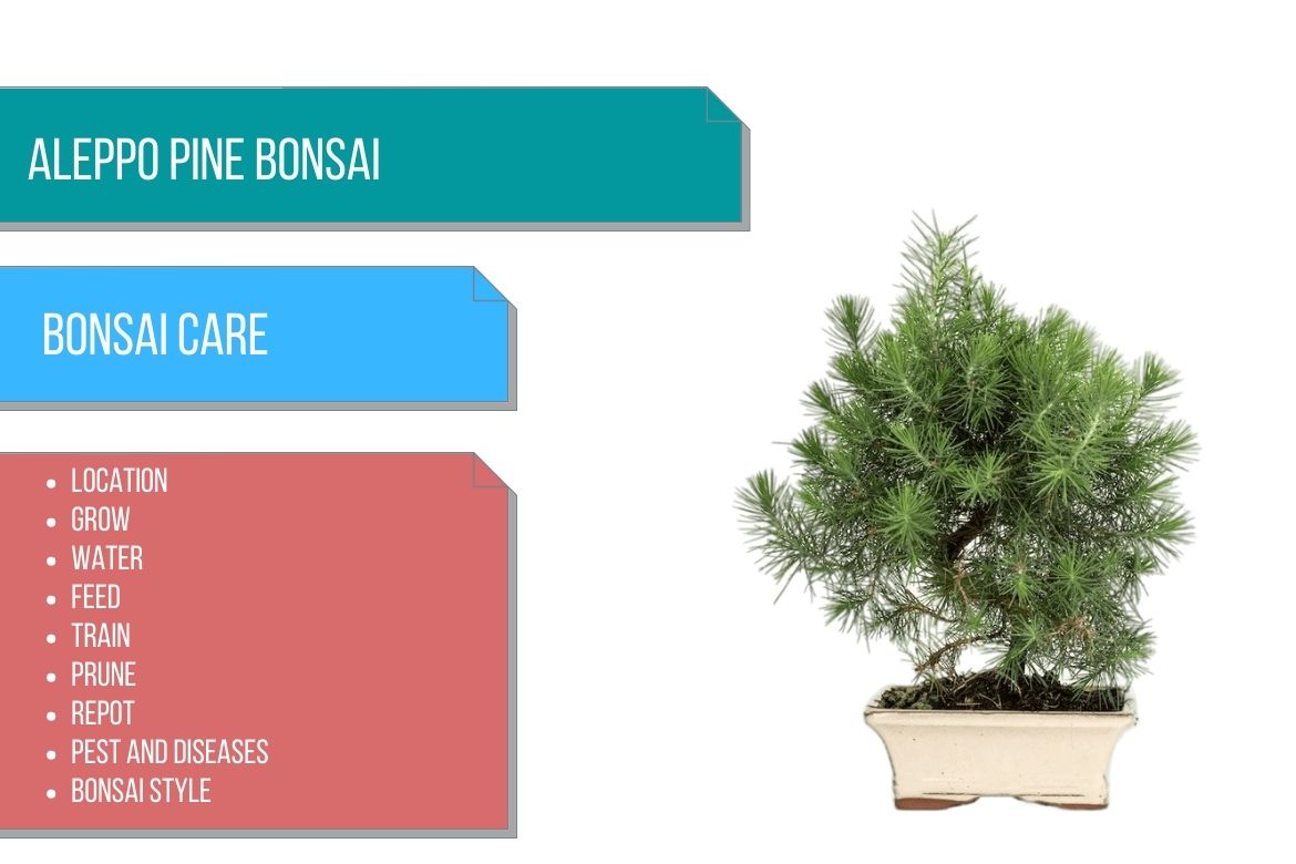 Aleppo pine bonsai care guide with a compact Pinus halepensis tree