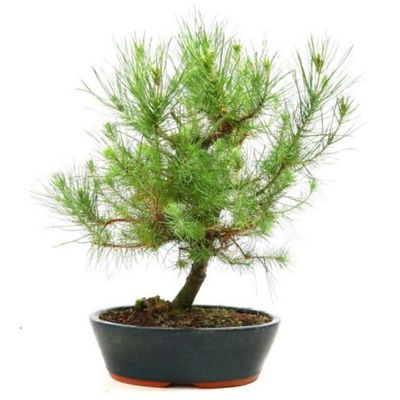 A young Aleppo pine bonsai in a dark oval container