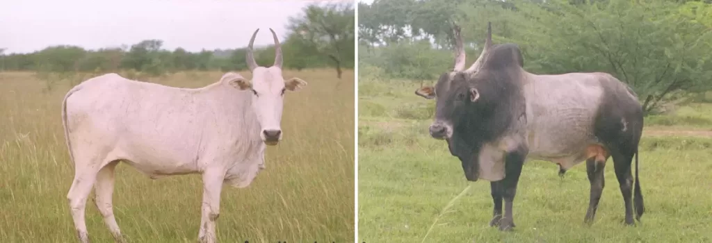 Amritmahal cow and bull shown side by side