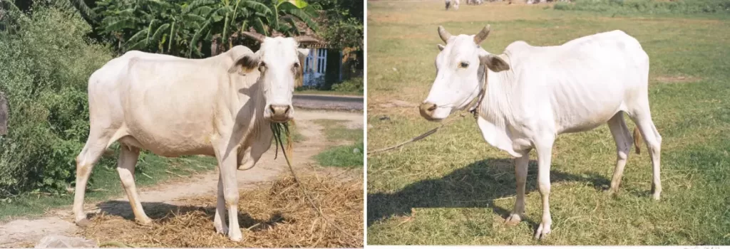 Bachaur cow and bull shown side by side