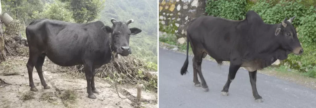 Badri cow and bull shown side by side