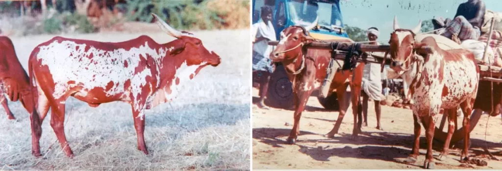Bargur cow and bull shown side by side