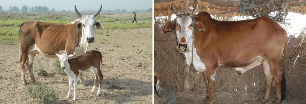 Belahi cow and bull shown side by side