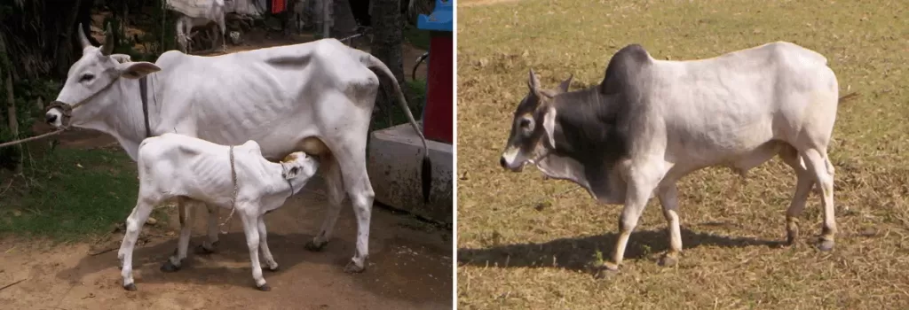 Binjharpuri cow and bull shown side by side
