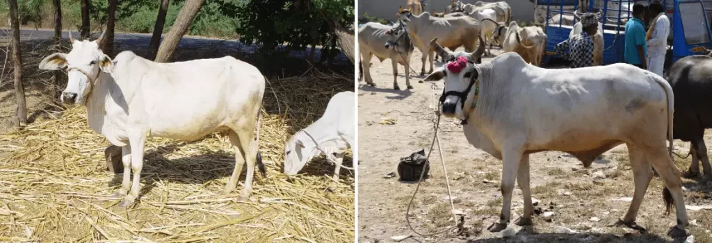 Dagri cow and bull shown side by side