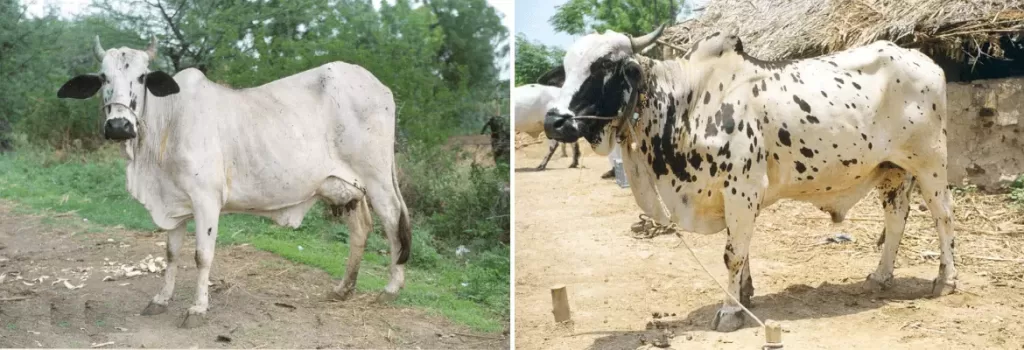 Dangi cow and bull shown side by side