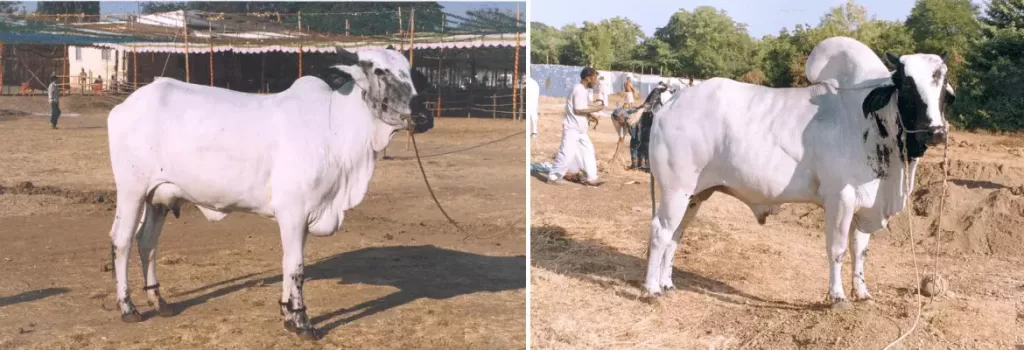 Deoni cow and bull shown side by side
