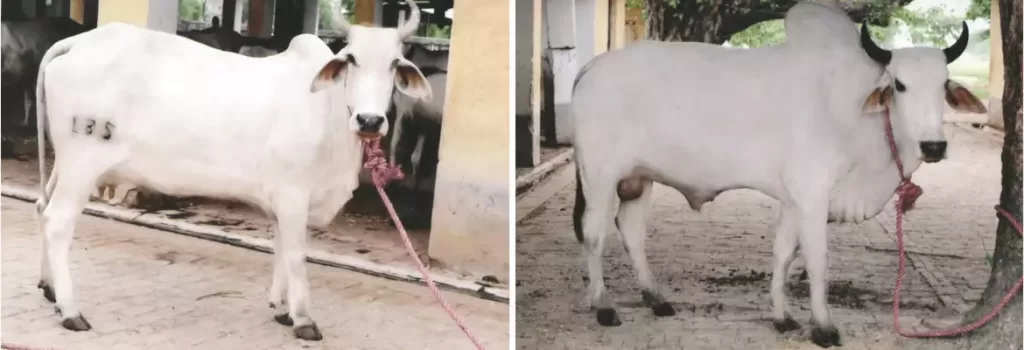 Gangatiri cow and bull shown side by side
