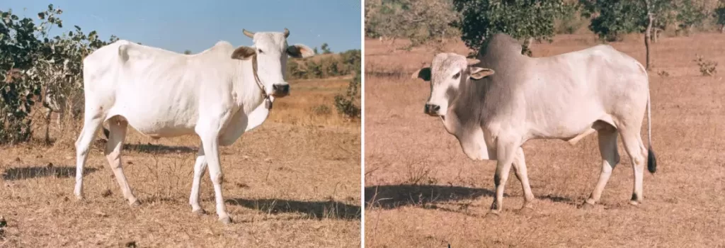 Gaolao cow and bull shown side by side