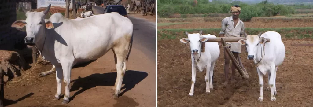 Ghumusari cow and bull shown side by side
