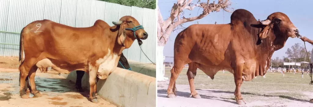 Gir cow and bull shown side by side