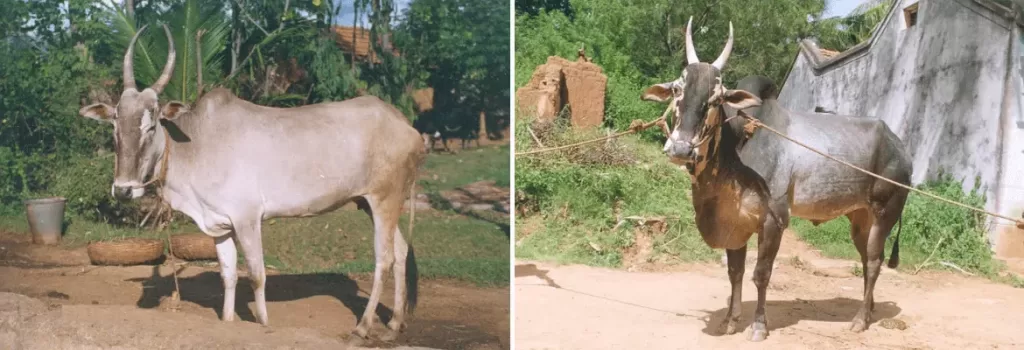 Hallikar cow and bull shown side by side