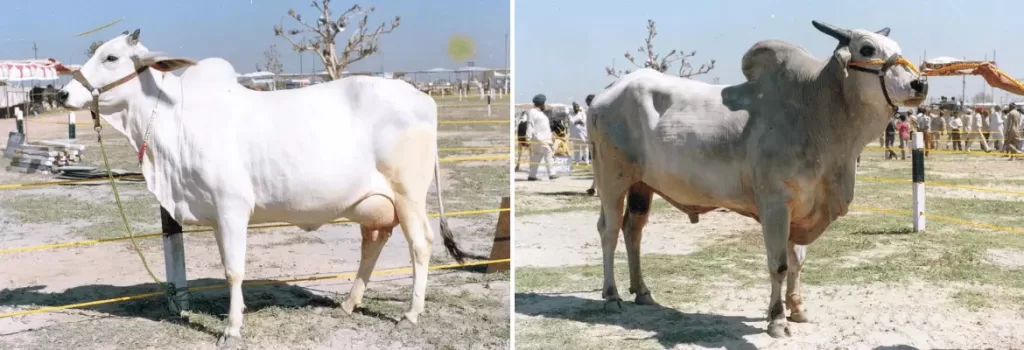 Hariana cow and bull shown side by side