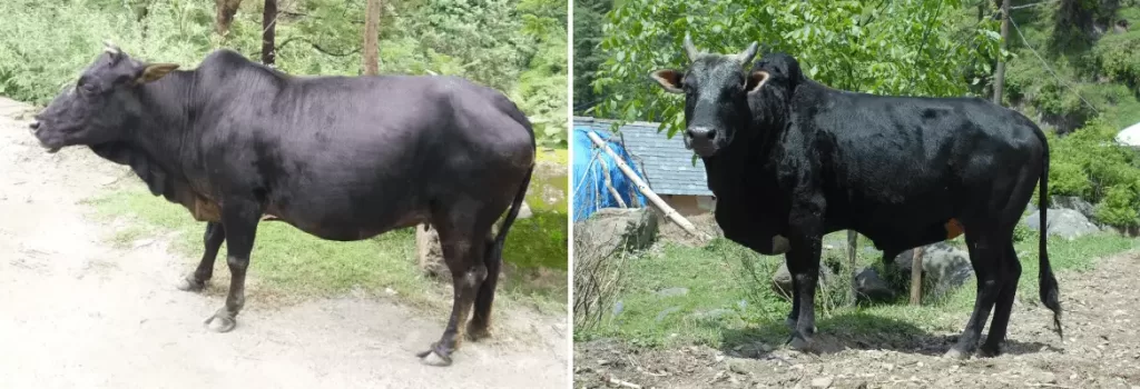 Himachali Pahari cow and bull shown side by side
