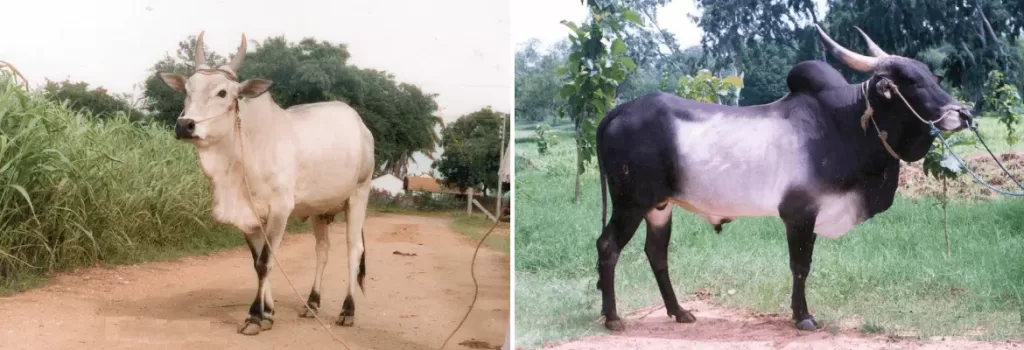 Kangayam cow and bull shown side by side