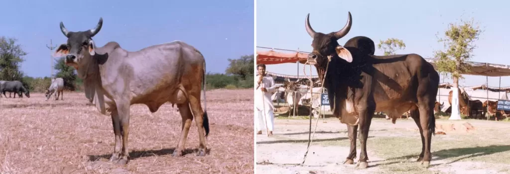 Kankrej cow and bull shown side by side
