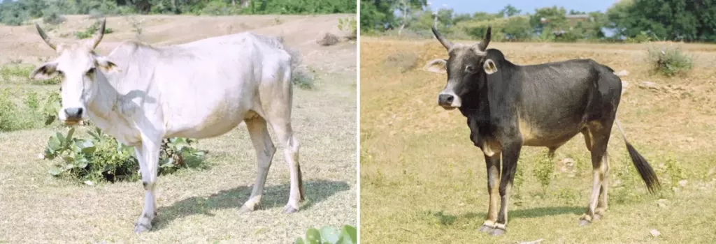 Kenkatha cow and bull shown side by side