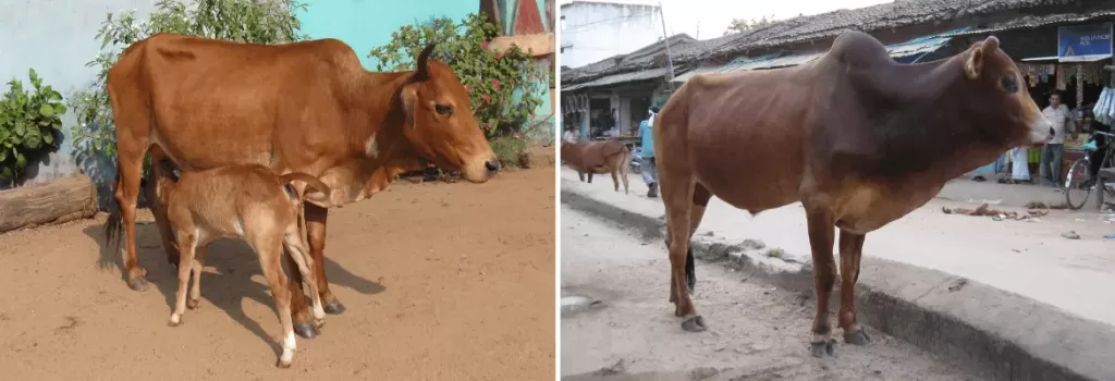 Khariar cow and bull shown side by side