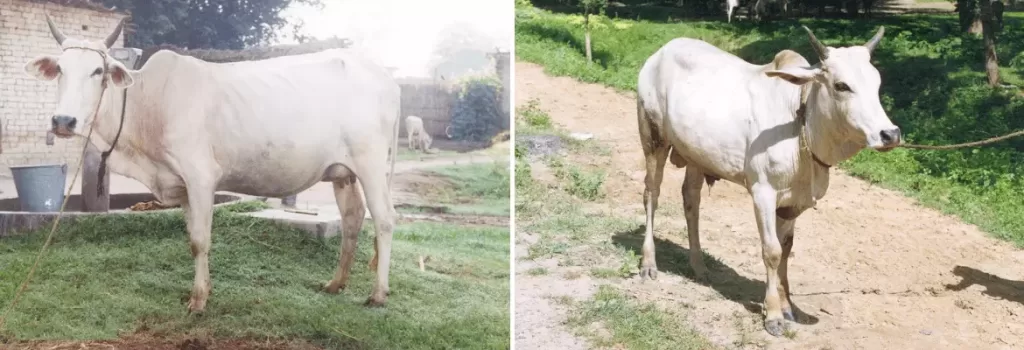 Kherigarh cow and bull shown side by side
