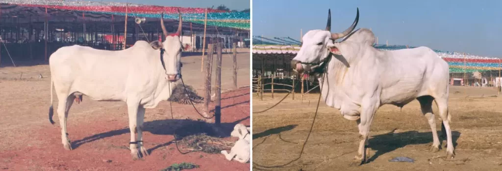 Khillar cow and bull shown side by side