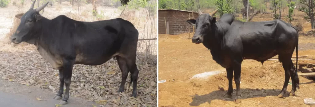 Kokan Kapila cow and bull shown side by side