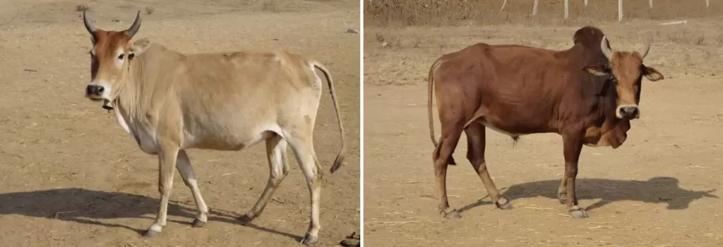 Kosali cow and bull shown side by side