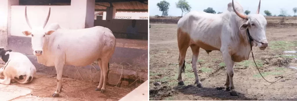 Krishna Valley cow and bull shown side by side
