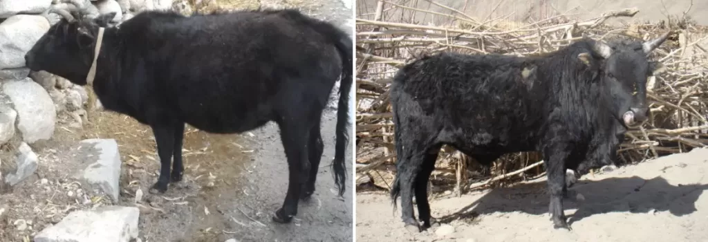 Ladakhi cow and bull shown side by side