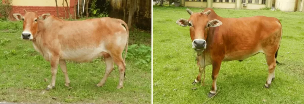 Lakhimi cow and bull shown side by side